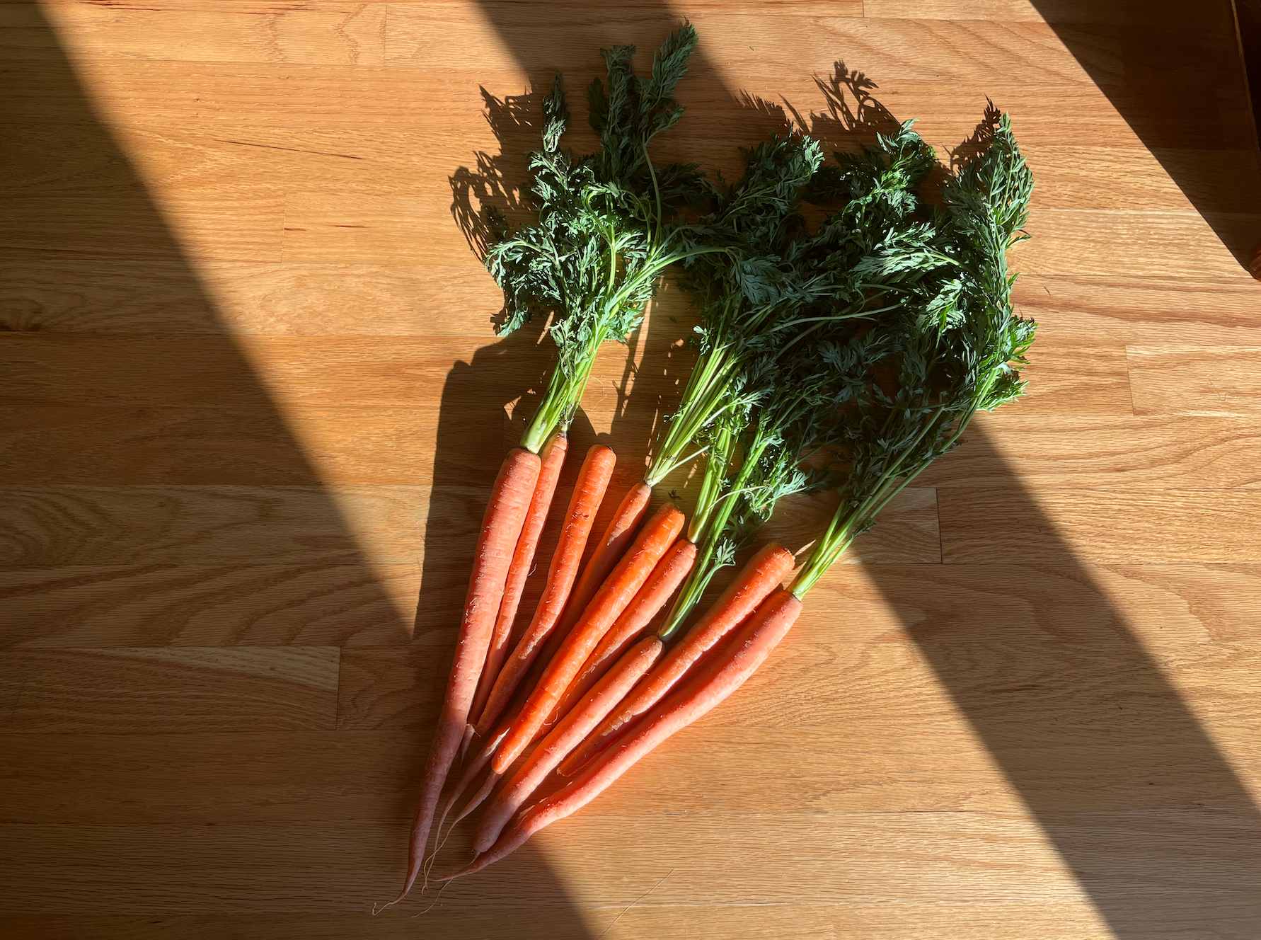 Carrots lying on wooden floor in the sun